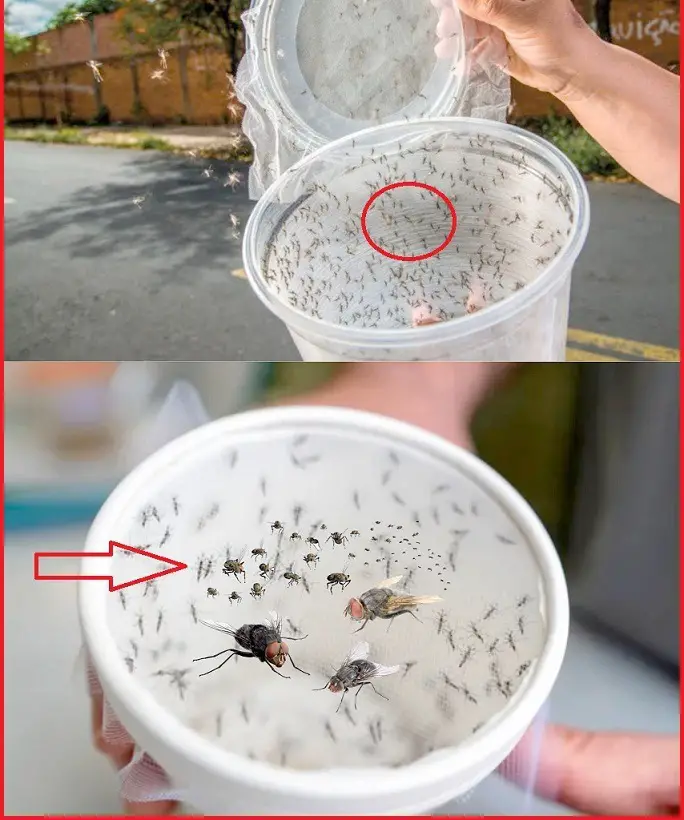 DIY Rice Vinegar Insect Repellent